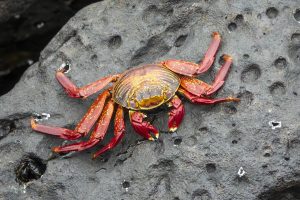 Cuisson des pinces de crabe : guide pratique pour les amateurs de fruits de mer