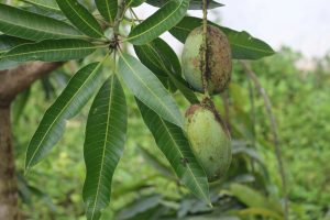 Les dangers de la mangue pourrie : comment l'identifier et éviter les intoxications