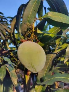 Les dangers de la mangue pourrie : comment l'identifier et éviter les intoxications